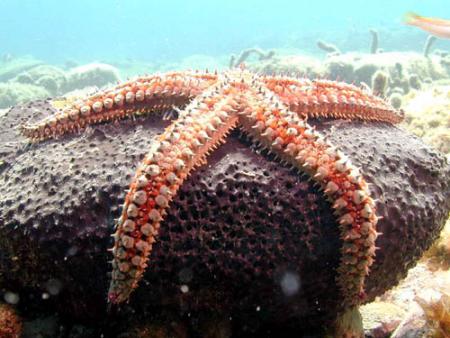 --- L'étoile de mer ---