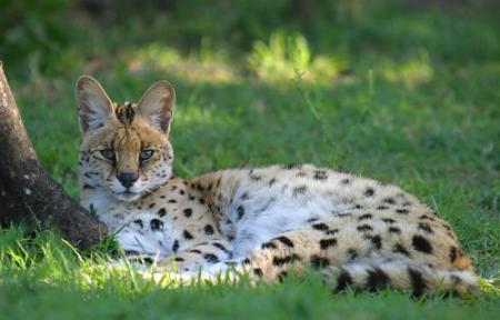 --- Le serval ---