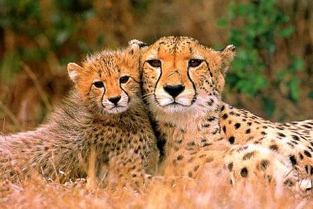 --- Le guépard ---