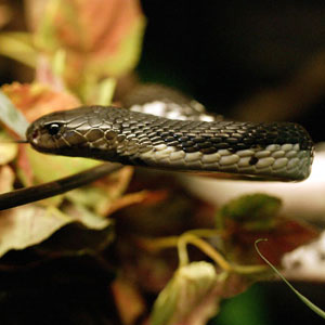--- Le cobra cracheur ---