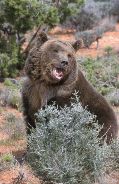 --- Le grizzly ---