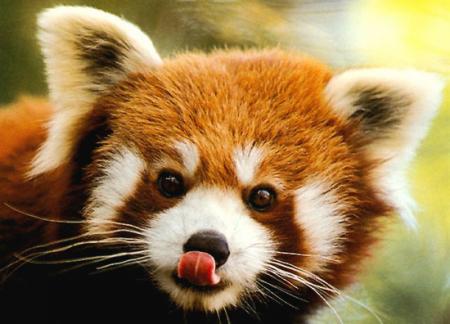 --- Le petit panda ---