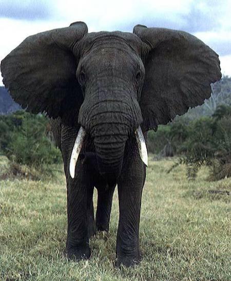 --- L'éléphant ---