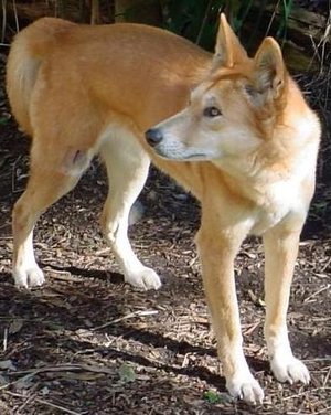 --- Le dingo ---