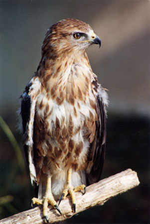 --- L'aigle rayal ---