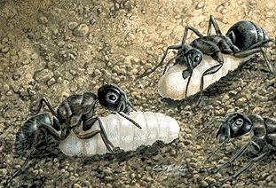 --- Les fourmis ---