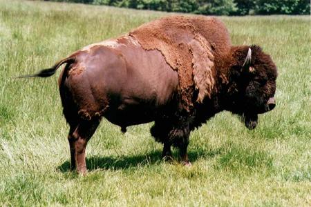 --- Le bison ---