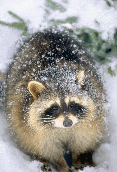 --- Le raton laveur ---